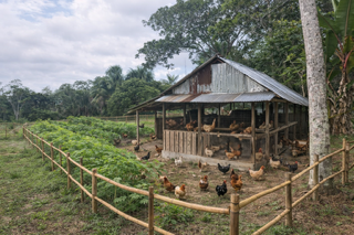 A boy giving a thumbs up next to a small calf in the jungle