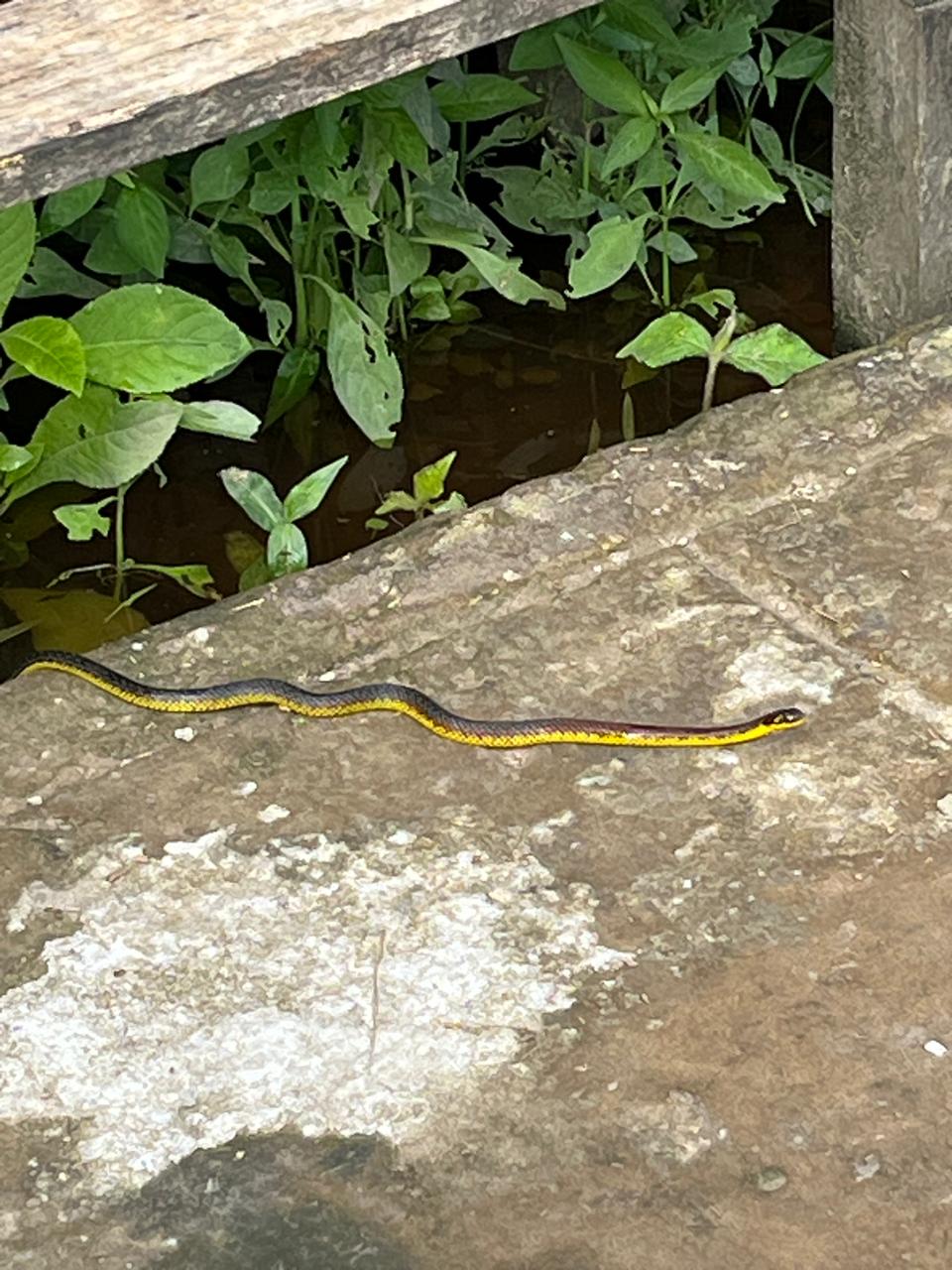 A yellow and black jungle snake on a wet stone slab by the water